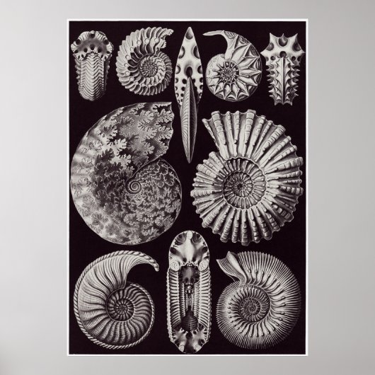 Ernst Haeckel Art Print: Ammonitida Poster (Voorkant)