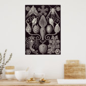 Ernst Haeckel Art Print: Amphoridea Poster (Keuken)