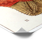 Ernst Haeckel Art Print: Asteridea Poster (Hoek)