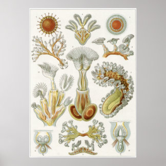 Ernst Haeckel Art Print: Bryozoa Poster