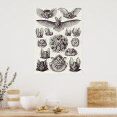 Ernst Haeckel Art Print: Chiroptera Poster (Keuken)