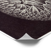 Ernst Haeckel Art Print: Cirripedia Poster (Hoek)