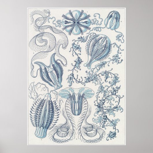 Ernst Haeckel Art Print: Ctenophorae Poster (Voorkant)