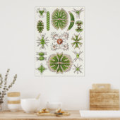 Ernst Haeckel Art Print: Desmidiea Poster (Keuken)