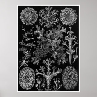 Ernst Haeckel Art Print: Lichenes Poster