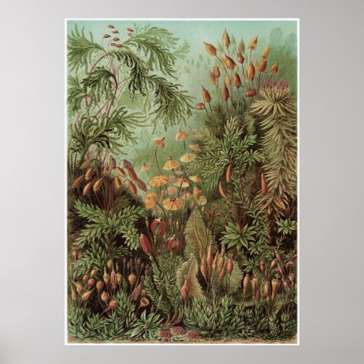 Ernst Haeckel Art Print: Muscinae Poster (Voorkant)