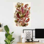 Ernst Haeckel Art Print: Nepenthaceae Poster (Thuiskantoor)