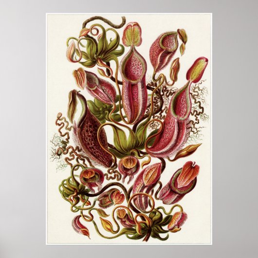Ernst Haeckel Art Print: Nepenthaceae Poster (Voorkant)