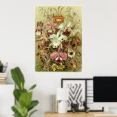 Ernst Haeckel Art Print: Orchidae Poster (Thuiskantoor)