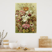 Ernst Haeckel Art Print: Orchidae Poster (Keuken)