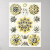 Ernst Haeckel Art Print: Polycyttaria Poster (Voorkant)