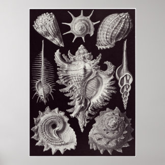 Ernst Haeckel Art Print: Prosobranchia Poster