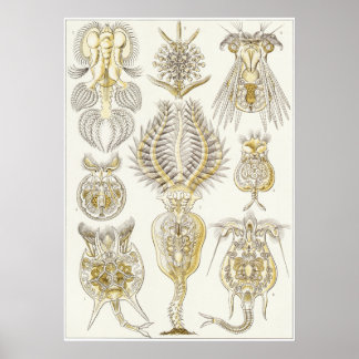 Ernst Haeckel Art Print: Rotatoria Poster