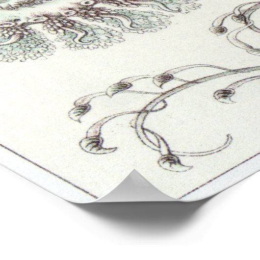 Ernst Haeckel Art Print: Siphonophorae Poster (Hoek)