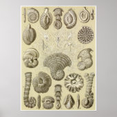 Ernst Haeckel Art Print: Thalamophora Poster (Voorkant)