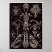 Ernst Haeckel Art Print: Thoracostraca Poster (Voorkant)