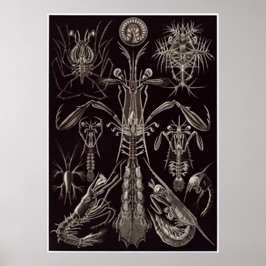 Ernst Haeckel Art Print: Thoracostraca Poster (Voorkant)