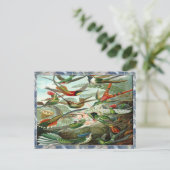 Ernst Haeckel Art Print: Trochilidae Briefkaart (Staand voorkant)