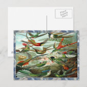 Ernst Haeckel Art Print: Trochilidae Briefkaart (Voorkant / Achterkant)