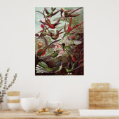 Ernst Haeckel Art Print: Trochilidae Poster (Keuken)