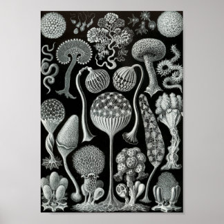 Ernst Haeckel Art Zee Life 11" x 8,5 Poster