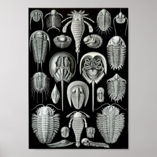 Ernst Haeckel Art Zee Life 11" x 8,5 Poster
