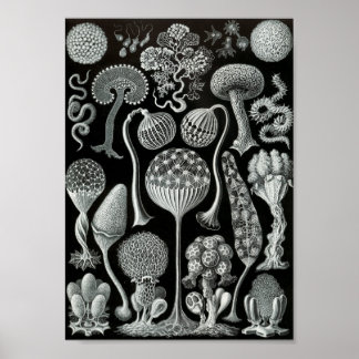 Ernst Haeckel Art Zee Life 11" x 8,5 Poster