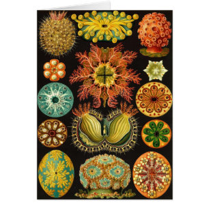 Ernst Haeckel - Ascidiae