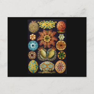 Ernst Haeckel Ascidiae Briefkaart