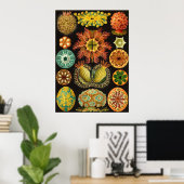 Ernst Haeckel - Ascidiae Poster (Thuiskantoor)