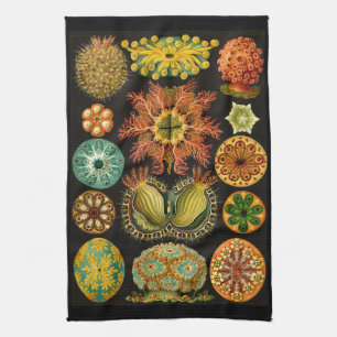 Ernst Haeckel Ascidiae Zee levensillustratie Theedoek