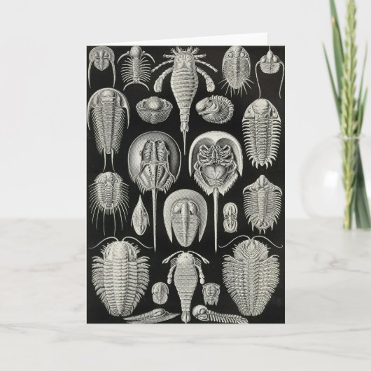 Ernst Haeckel - Aspidonia Kaart (Voorkant)