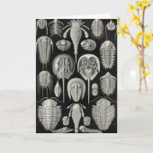 Ernst Haeckel - Aspidonia Kaart (Gele Bloem)