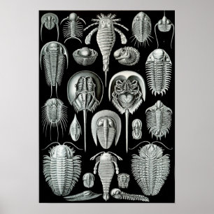 Ernst Haeckel Aspidonia krabben Poster