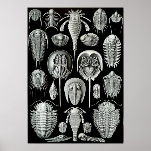 Ernst Haeckel Aspidonia krabben Poster (Voorkant)