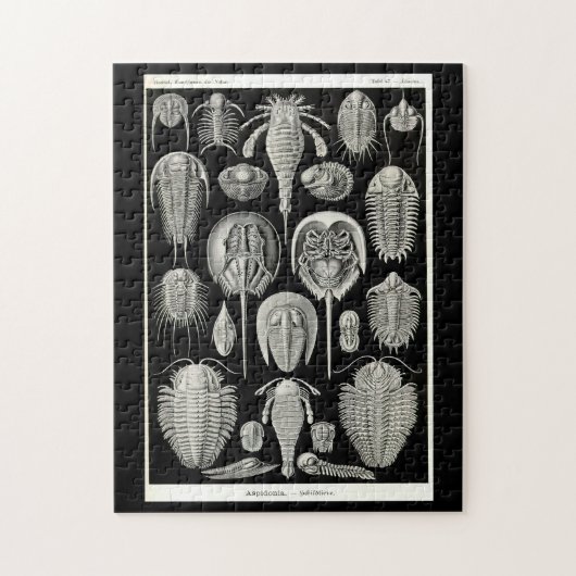 Ernst Haeckel Aspidonia Legpuzzel (Verticaal)