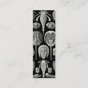 Ernst Haeckel Aspidonia Mini Visitekaartje