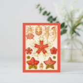 Ernst Haeckel Asteridea Briefkaart (Staand voorkant)