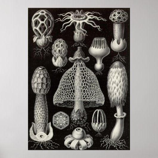 Ernst Haeckel - Basimycetes paddenstoelen Poster (Voorkant)