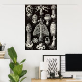Ernst Haeckel - Basimycetes paddenstoelen Poster (Thuiskantoor)