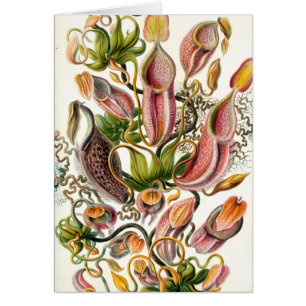 Ernst Haeckel Botanische Kunst