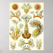Ernst Haeckel - Bryozoa Poster (Voorkant)