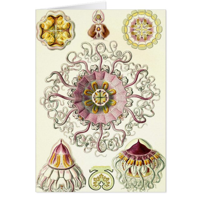 Ernst Haeckel - carte de Peromedusae (Devant)