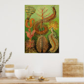 Ernst Haeckel - Chaetopoda Poster (Keuken)