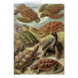 Ernst Haeckel - Chelonia