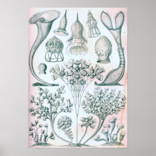 Ernst Haeckel Ciliata Poster