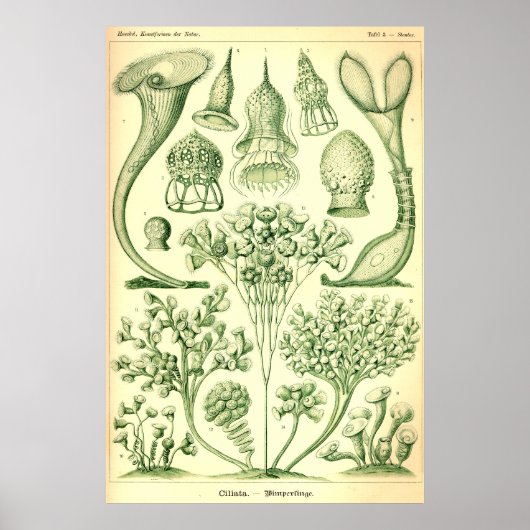 Ernst Haeckel Ciliata Poster (Voorkant)