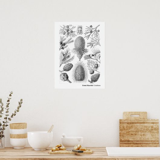 Ernst Haeckel Coniferae Black en White Poster (Keuken)