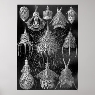 Ernst Haeckel Cyrtoidea Poster
