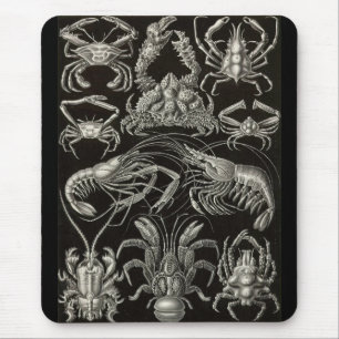 Ernst Haeckel - Decapoda Muismat